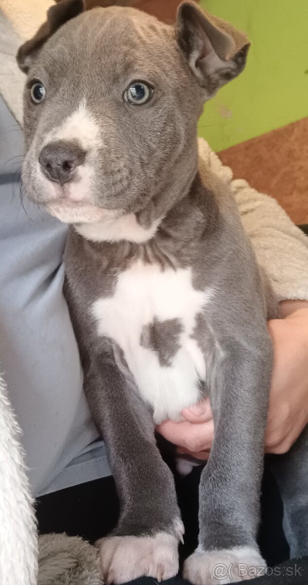 Americký staford modry - 2