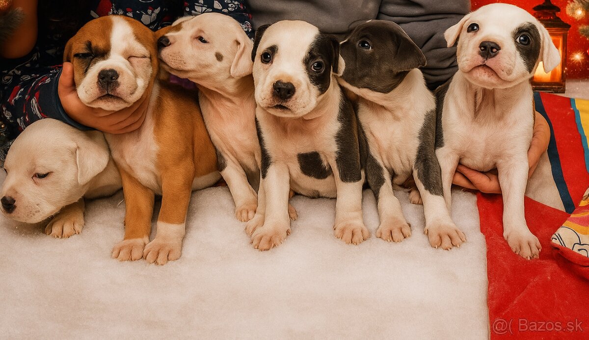 Stafordšírsky terier - 2