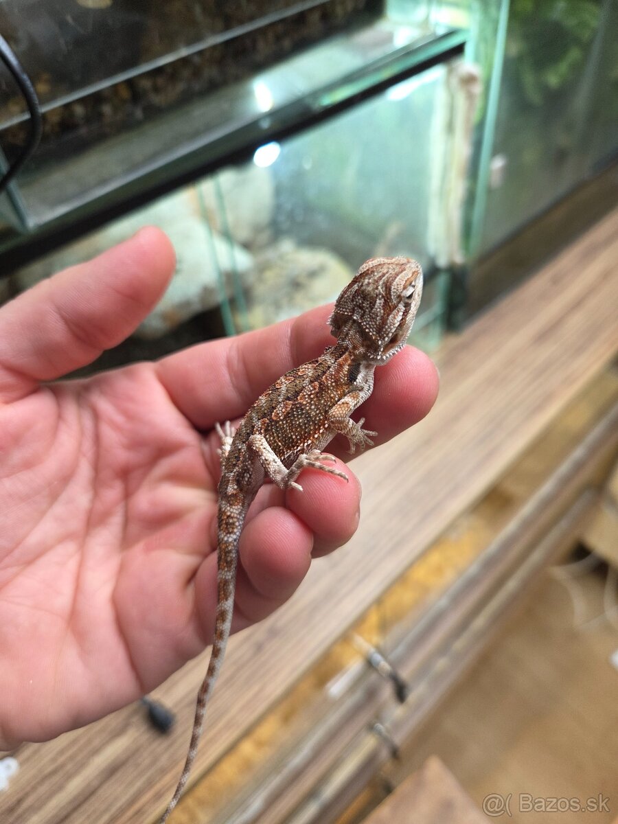 Agama bradatá - 2