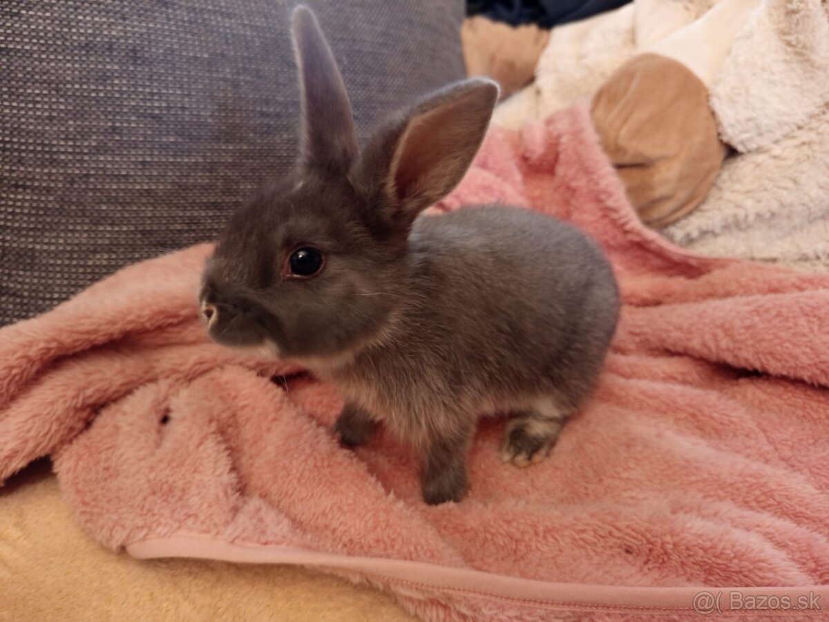 Predám zakrslých zajačikov - 2