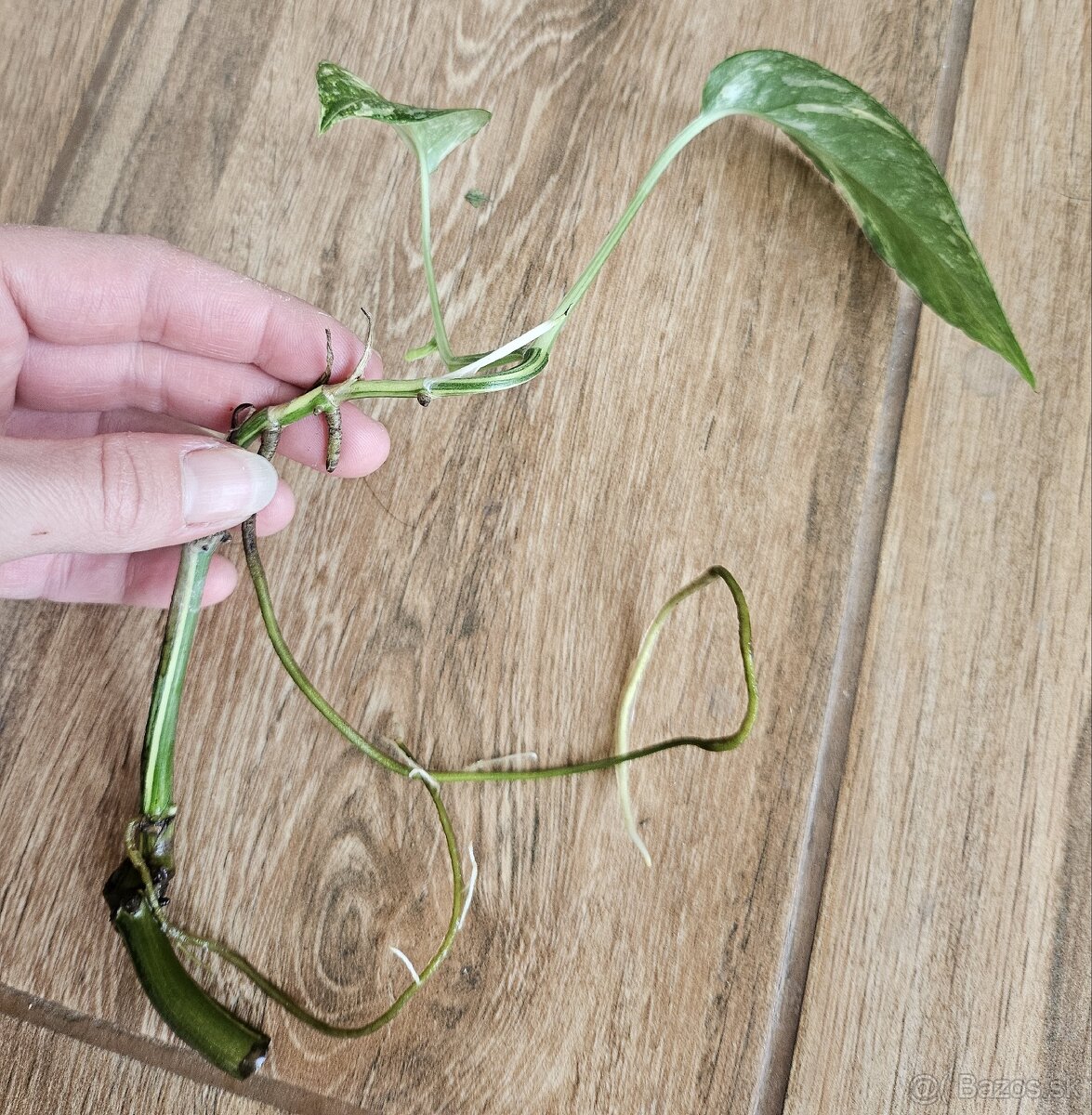 Epipremnum pinnatum variegata - 2