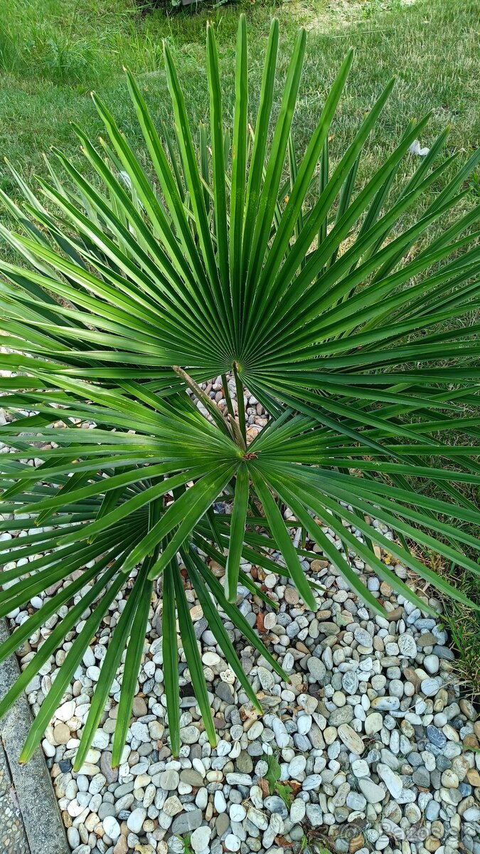 3,5 ročné palmy Trachycarpus Fortunei - 2
