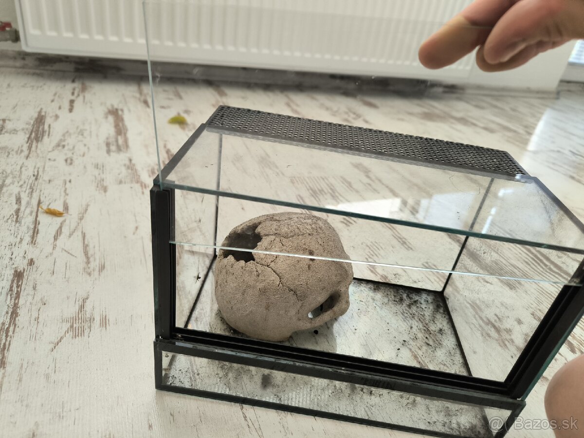 Terarium - 2