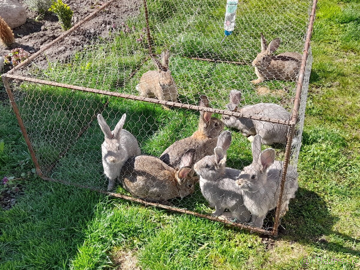 Predám králiky - 2