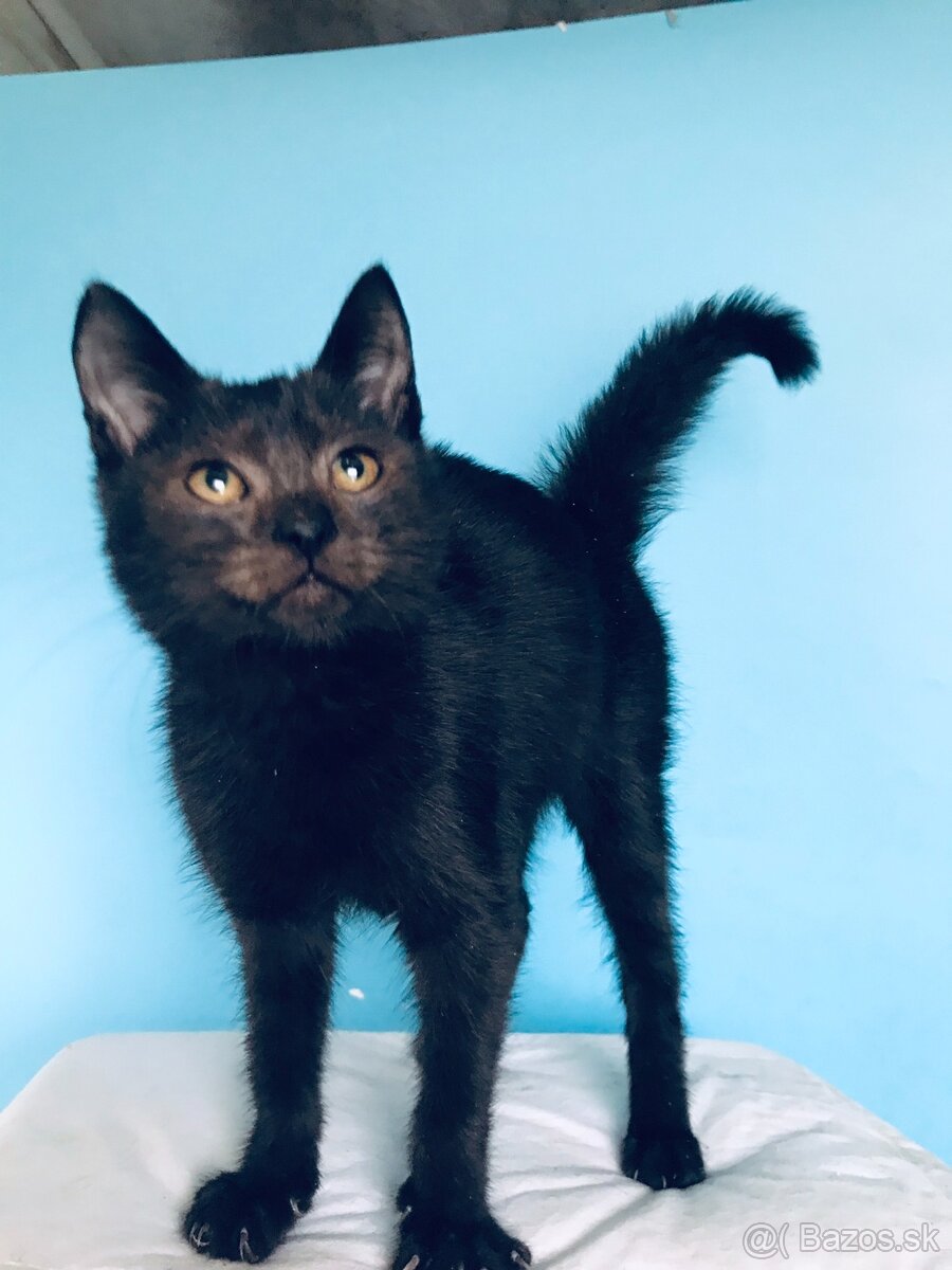 SHAGGY SI HĽADÁ DOMOV VO VNÚTRI - 2