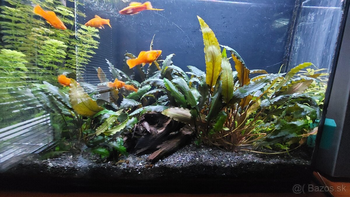 mečúň mexický xiphophorus helleri - 2