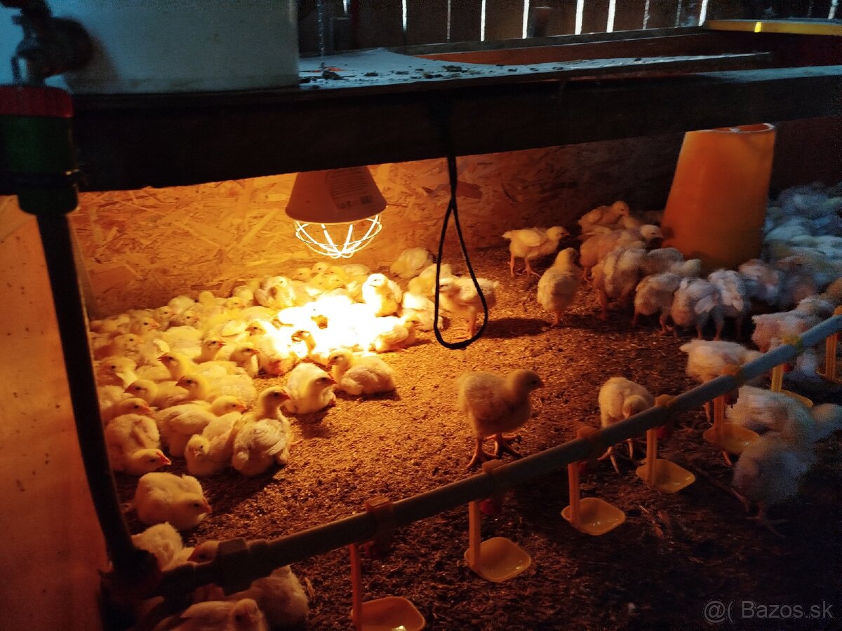 Brojlerove kuriatka - 2