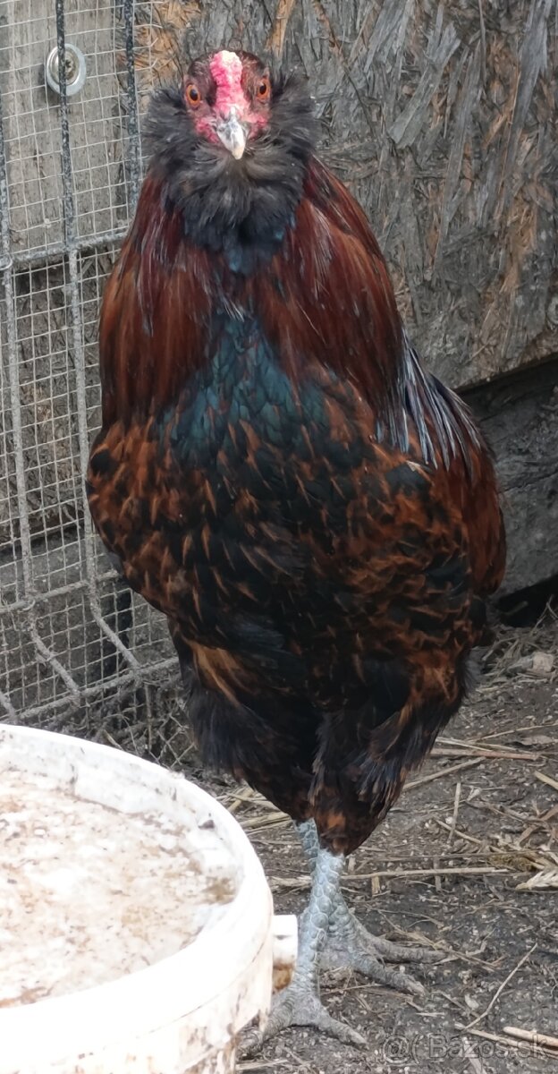 Araucana kohut - 2