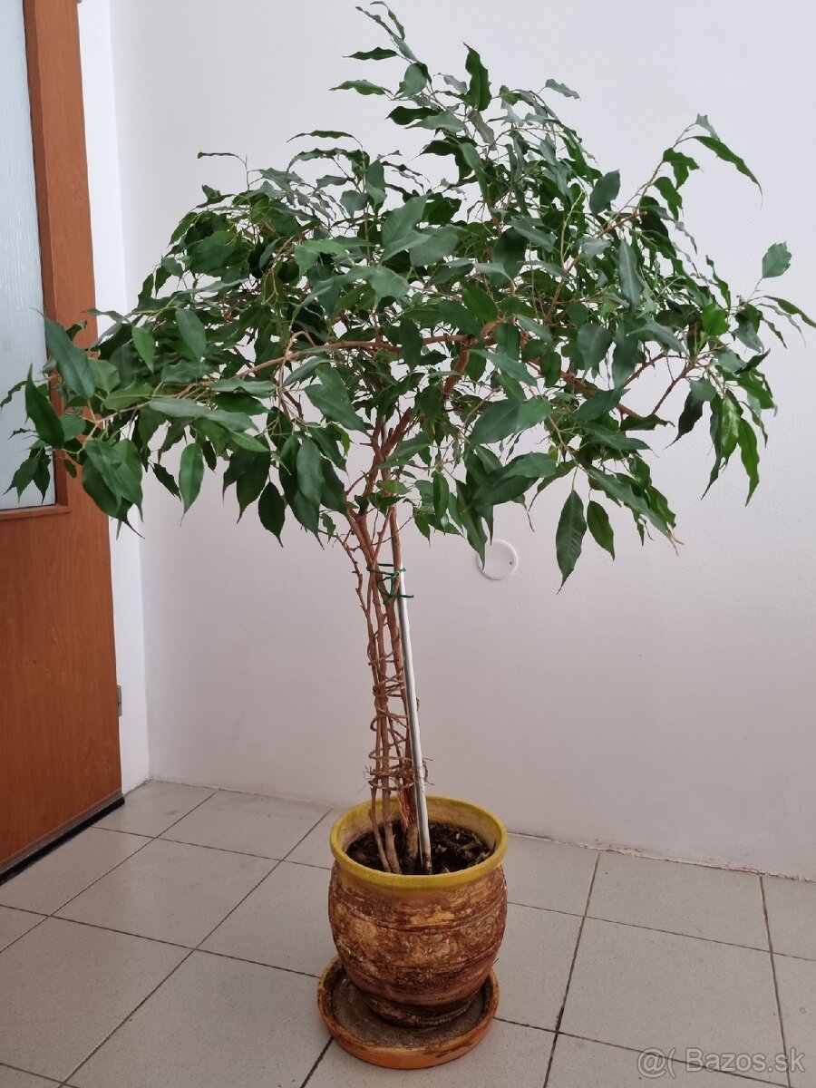 Fikus malolistý - 2