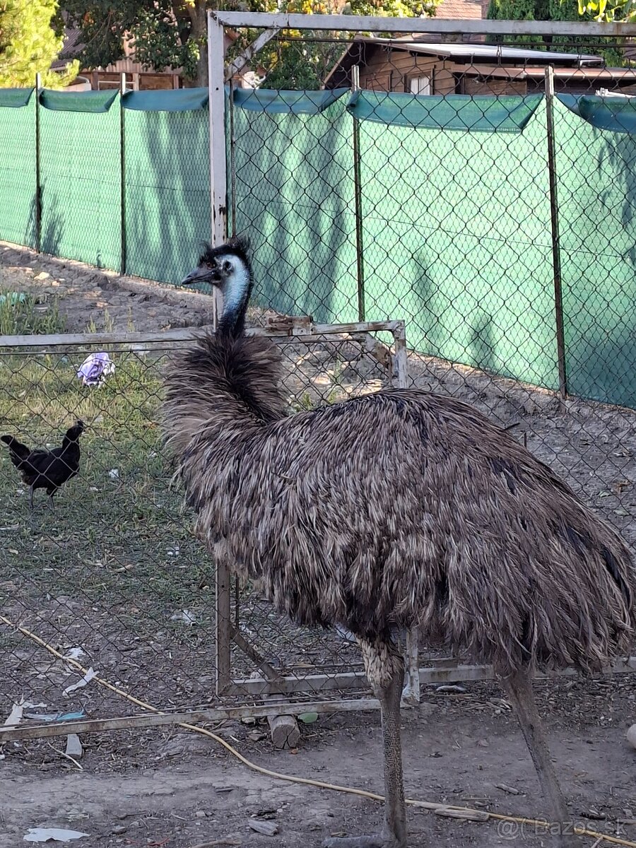 Emu hnedý - 2