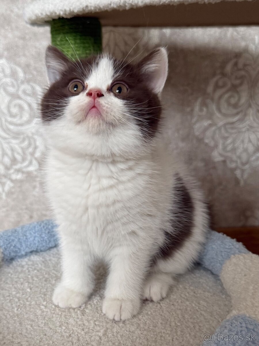 Britské mačiatka s PP - 2