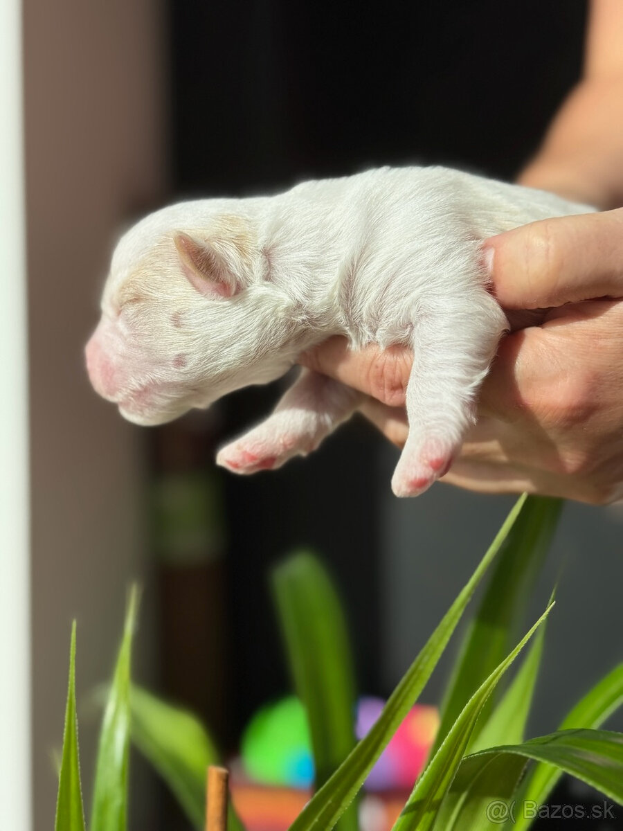 Havanský psík s PP - 2