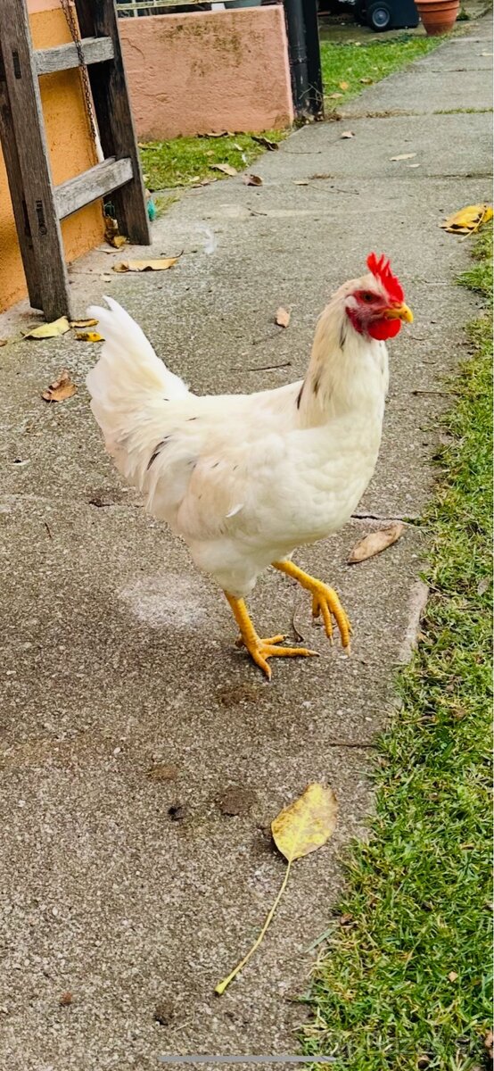 Predám mladých kohútov - 2