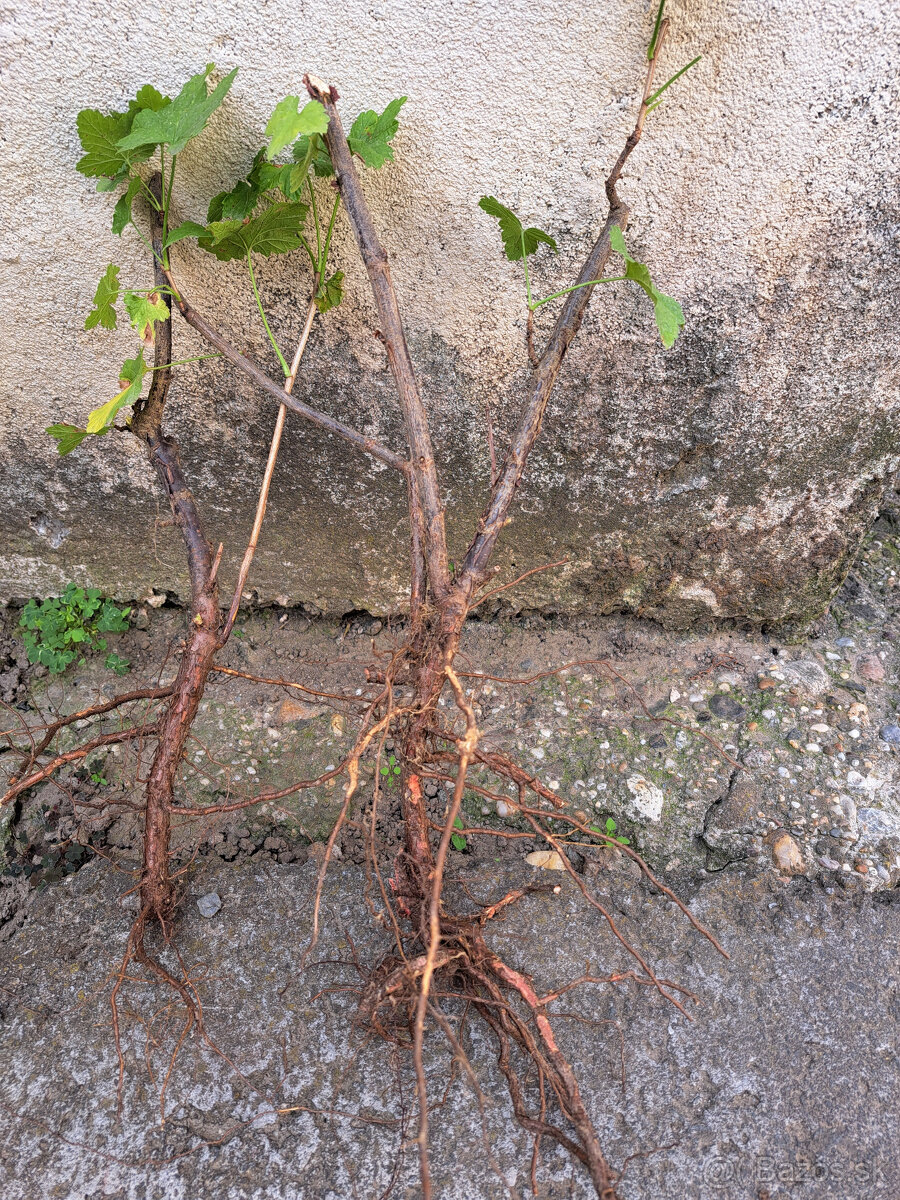 Ríbezle, egreš - 2