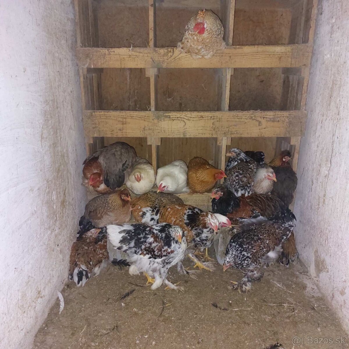 Nosnice - Bahmanky - 2