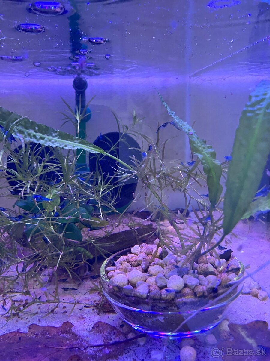 Neocaridina blue dream - 2