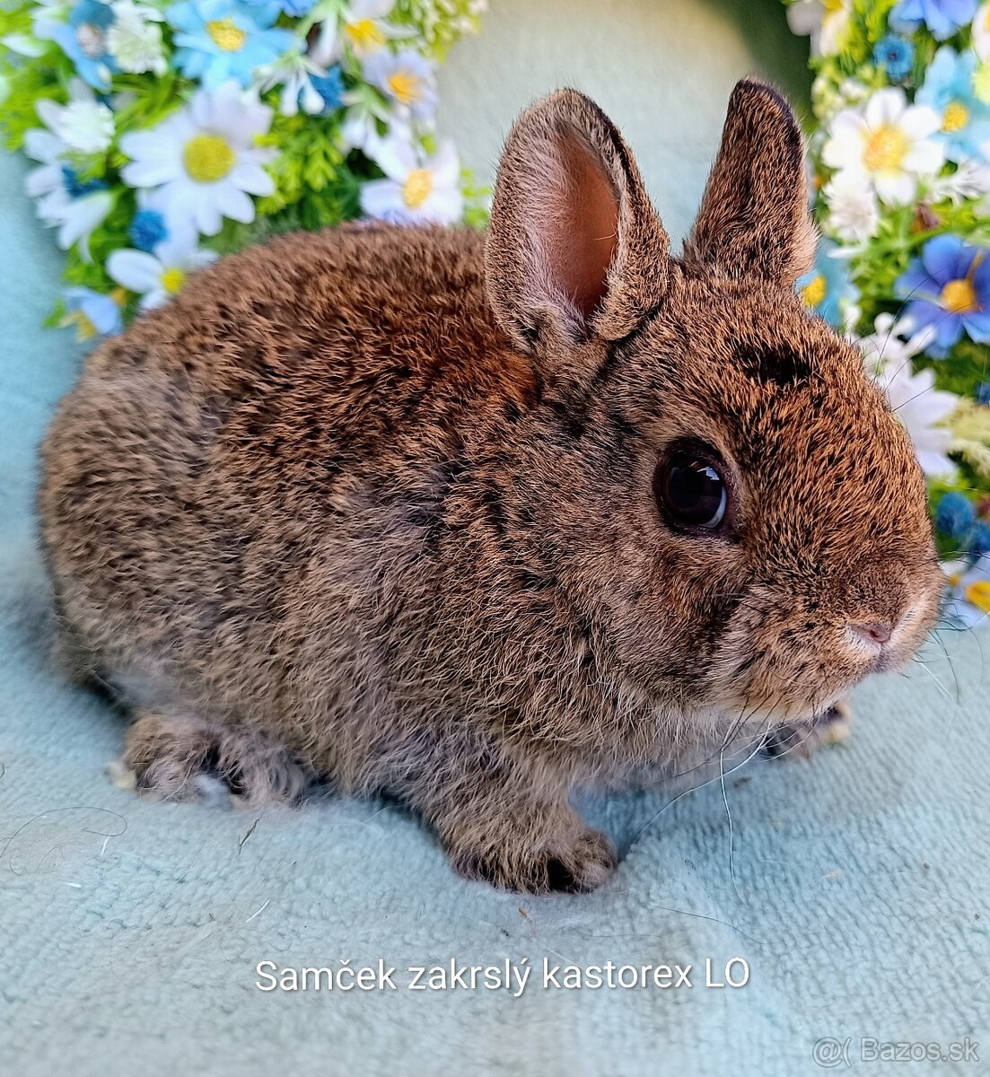 Zakrslý rex - kastorex LO samček - 2