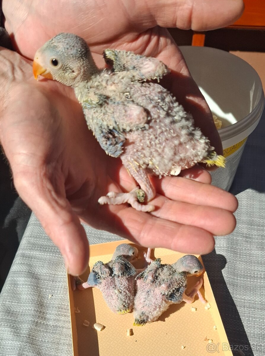 Alexander malý hlava chvost - 2