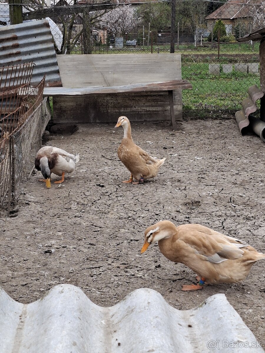 Nasadové vajíčka - 2