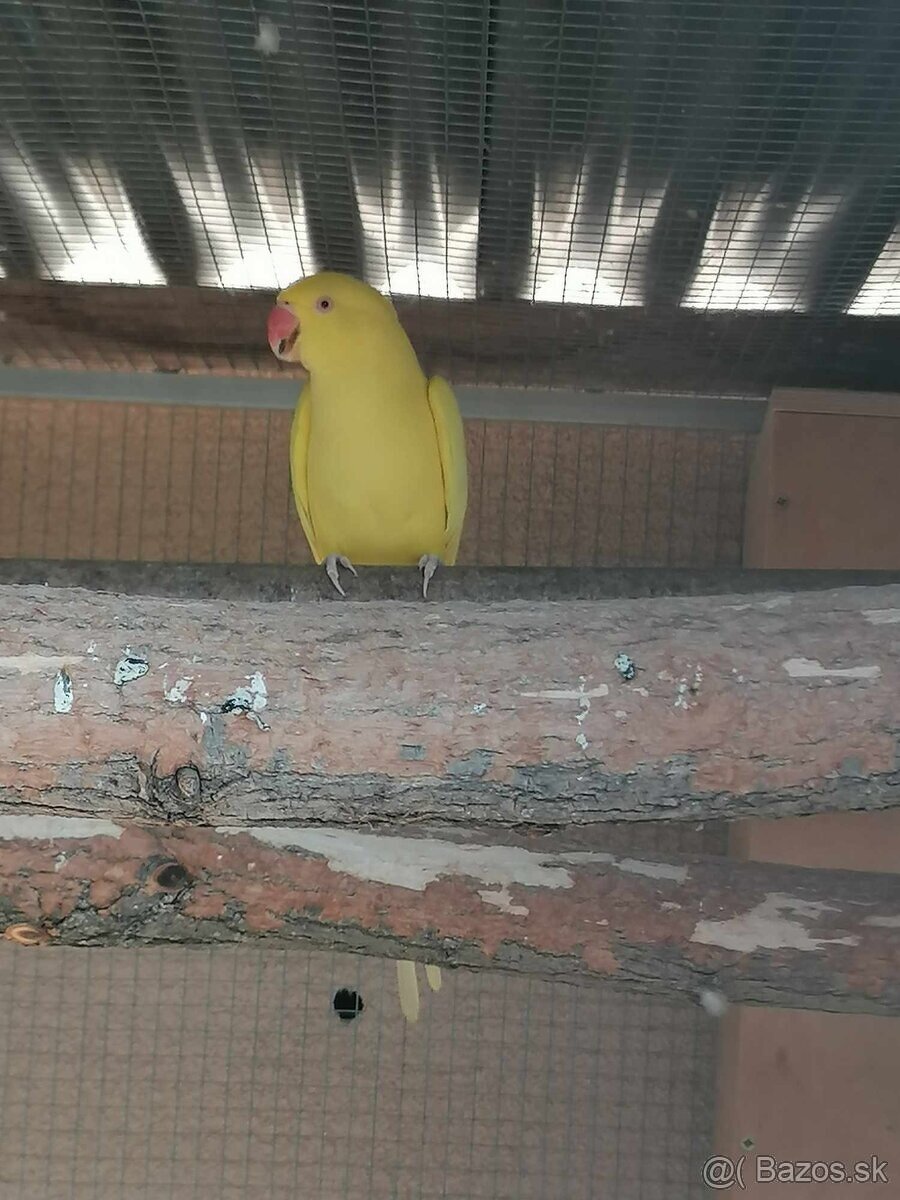 Alexander malý žltý,Samička posledný kus. - 2