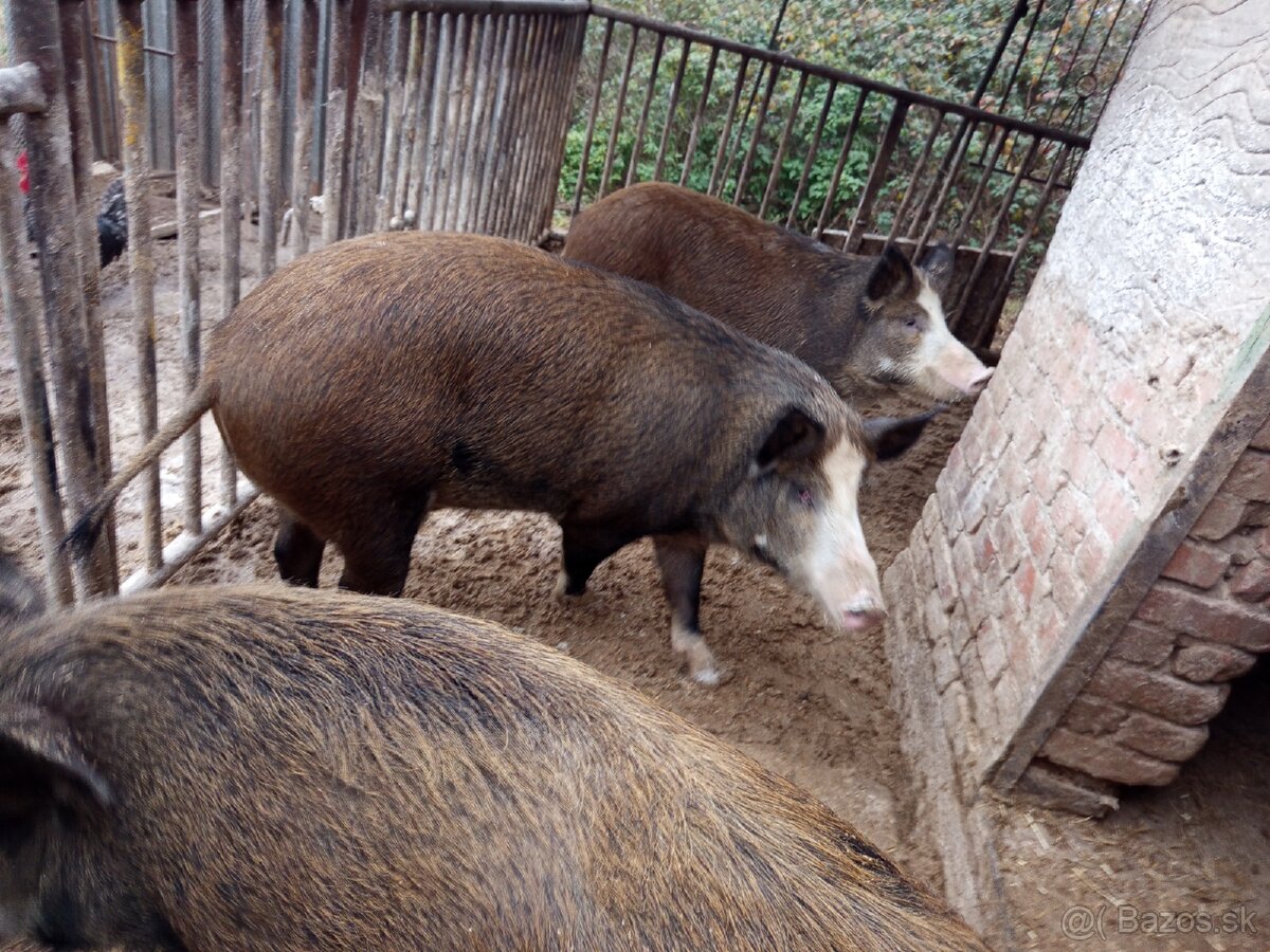 Durok prasa na zabitie 130kg - 2