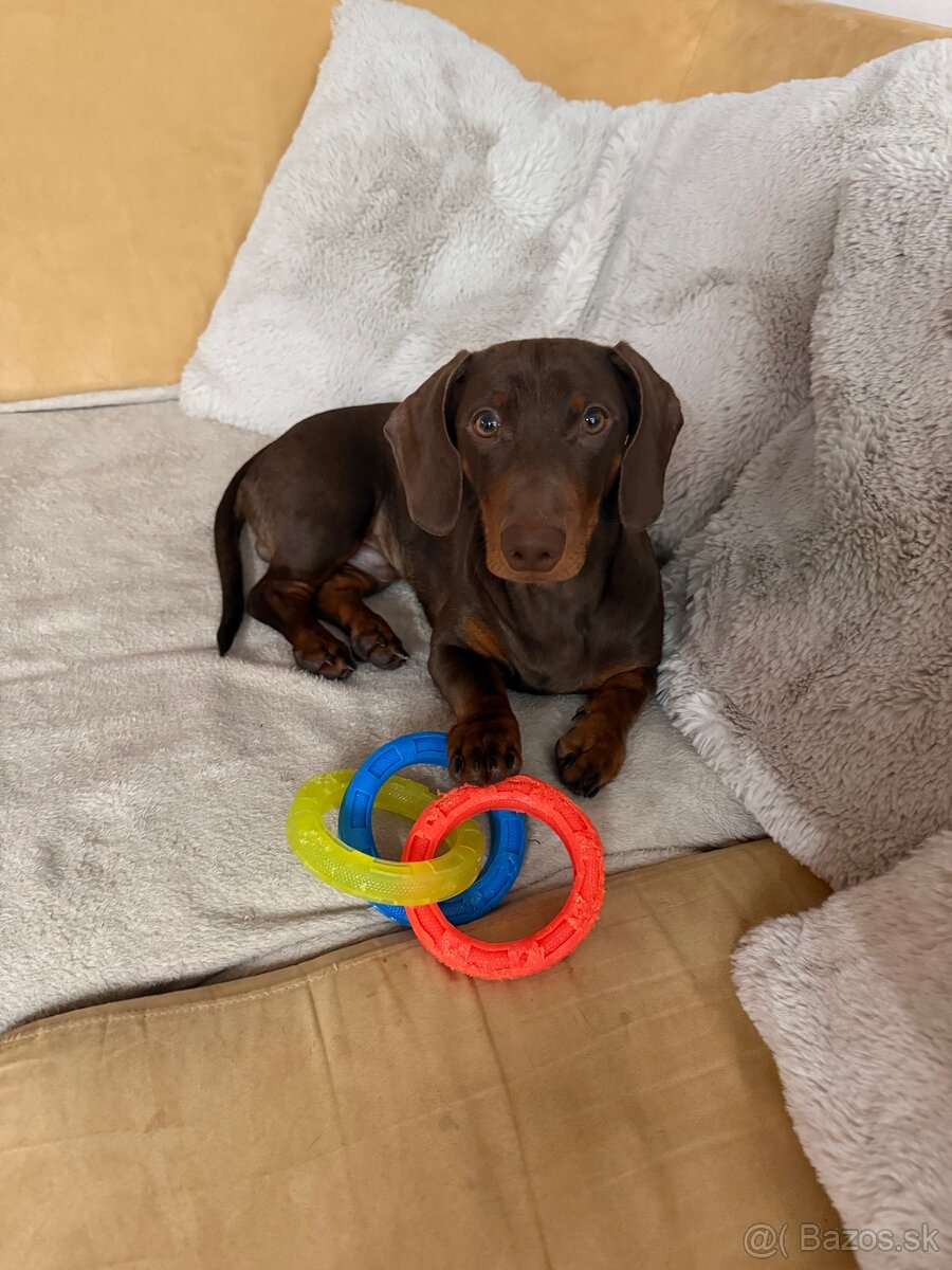 Jazvečík na krytie - 2