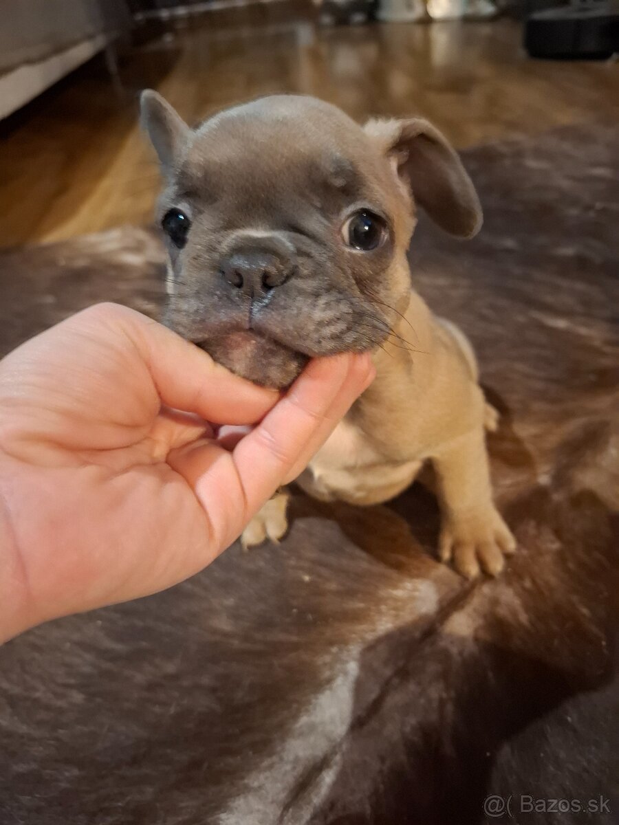 Francúzsky buldoček - 2