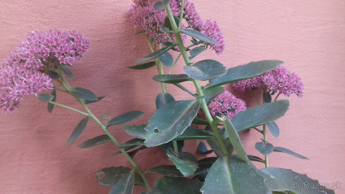 Hylotelephium spectabile - 2