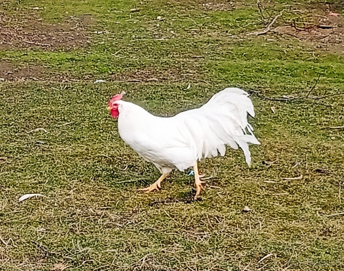 Originál leghorn - nasadove vajíčka - 2
