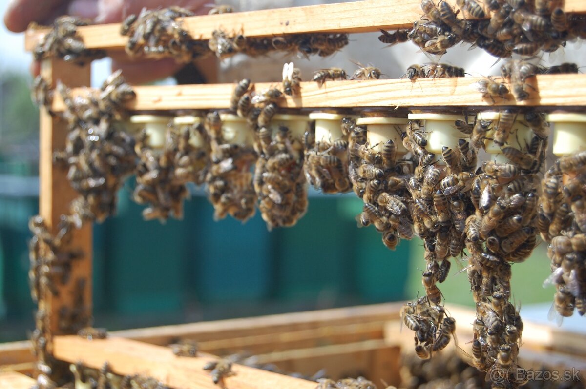 Predám včely - 2