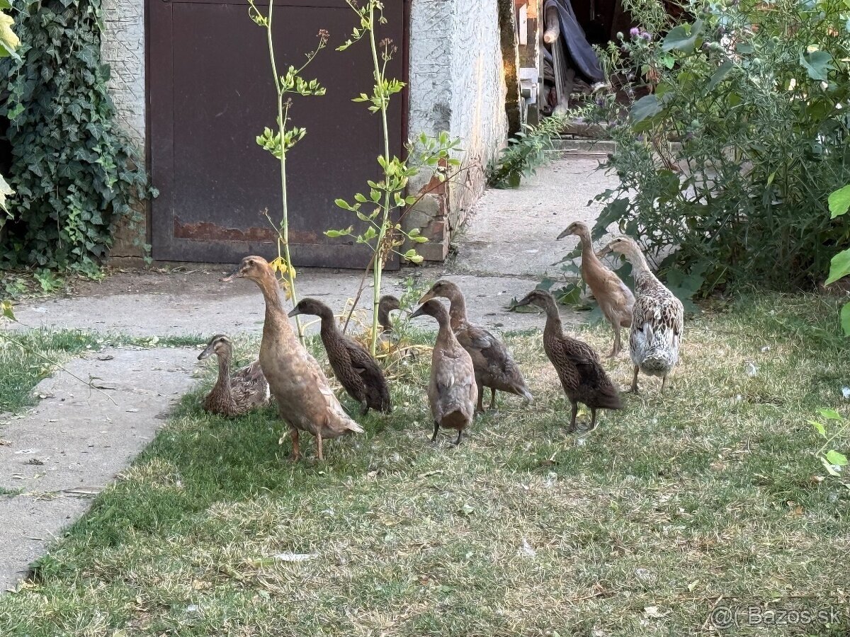 Indické bežce - 2