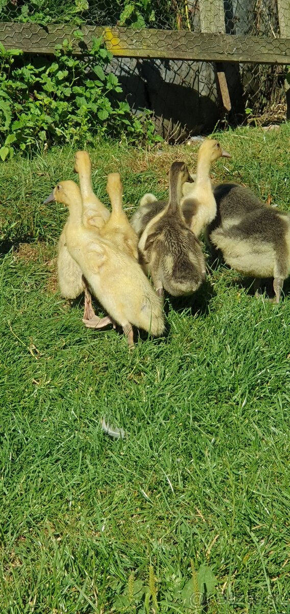 Indické bežce, indický bežec , kačka, kačky - 2