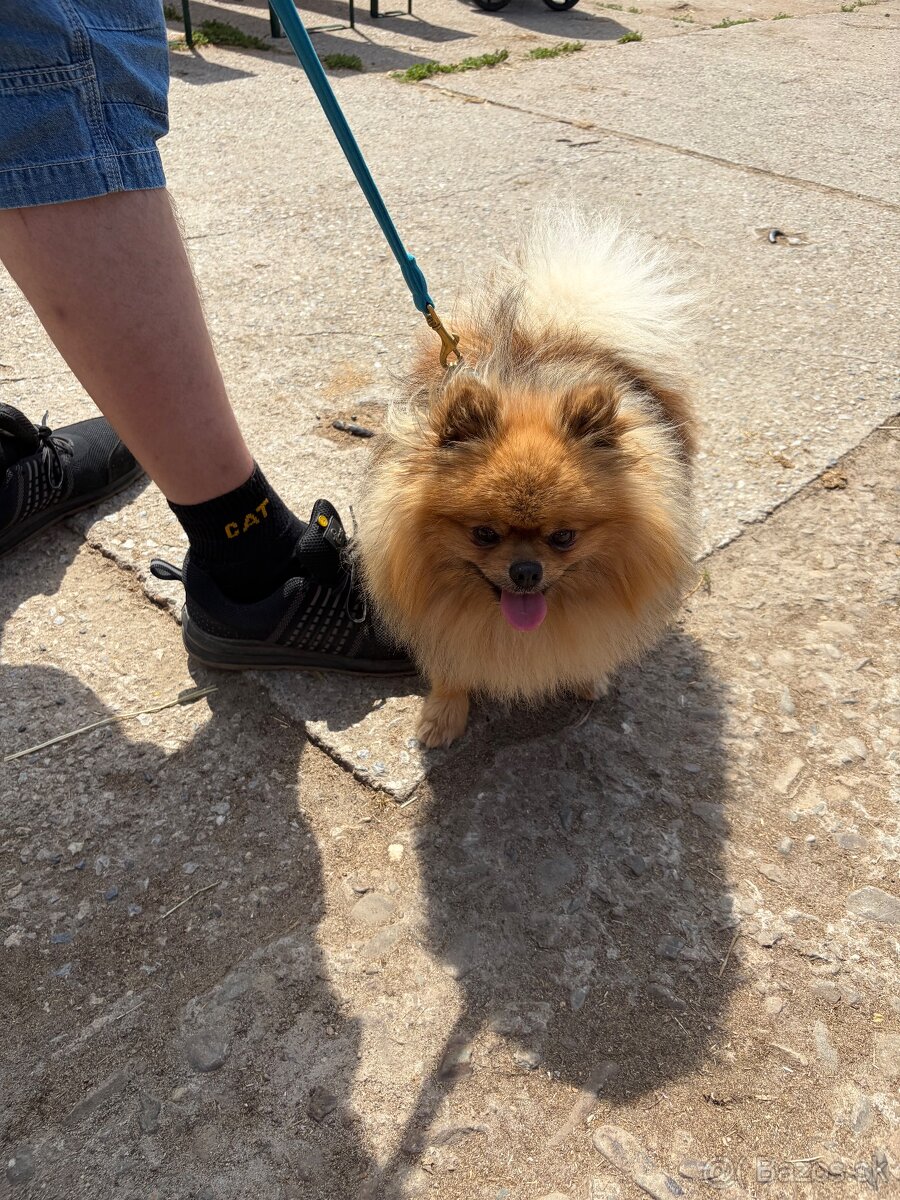 Pomeranian na krytie - 2