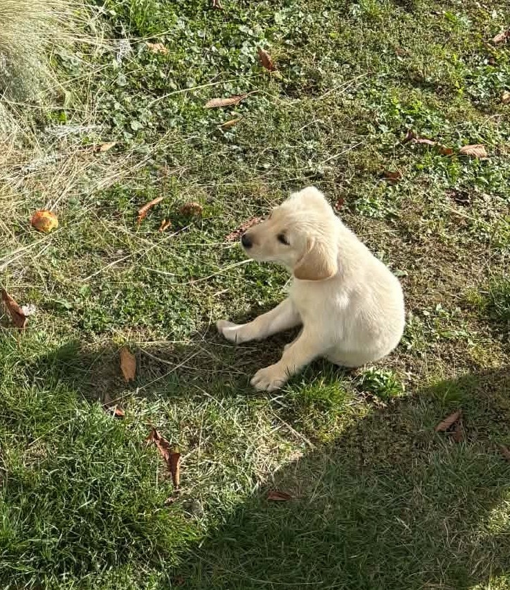 Labrador - 2