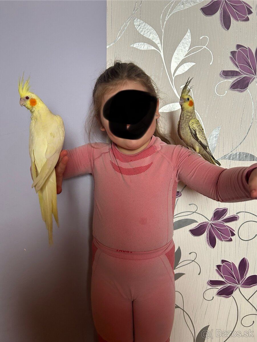 Ručné dokrmené korely - 2