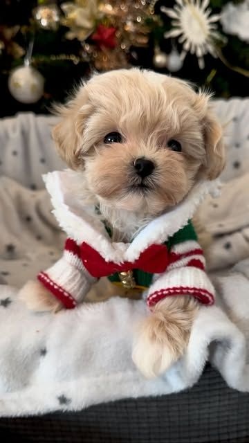 Maltipoo - 2