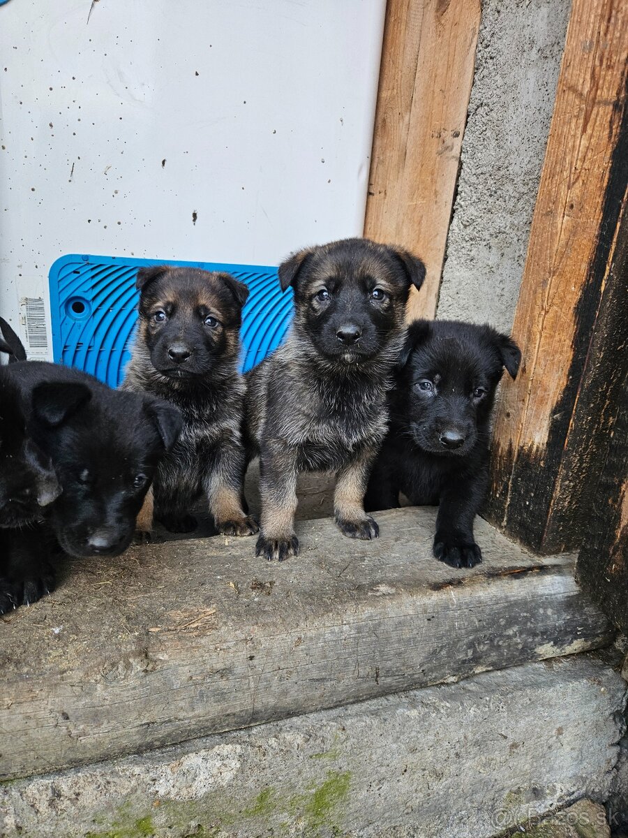 Nemecký ovčiak šteniatka - 2
