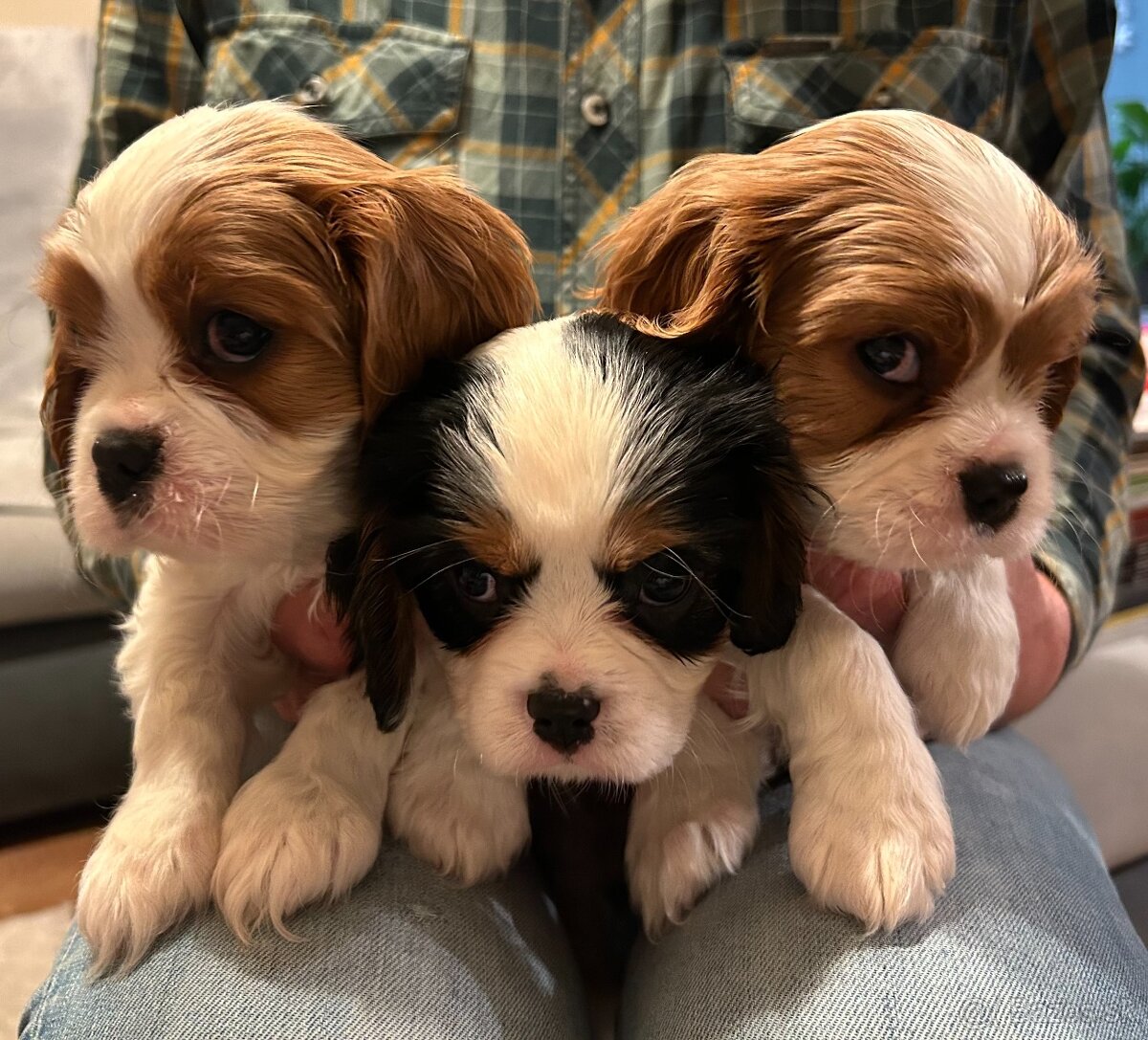 Cavalier king charles spaniel - 2