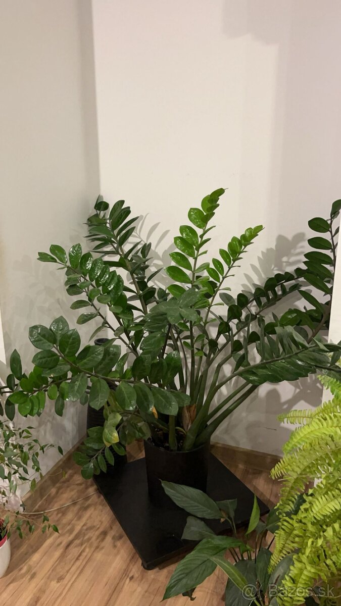 Predám zamiokulkas - 2