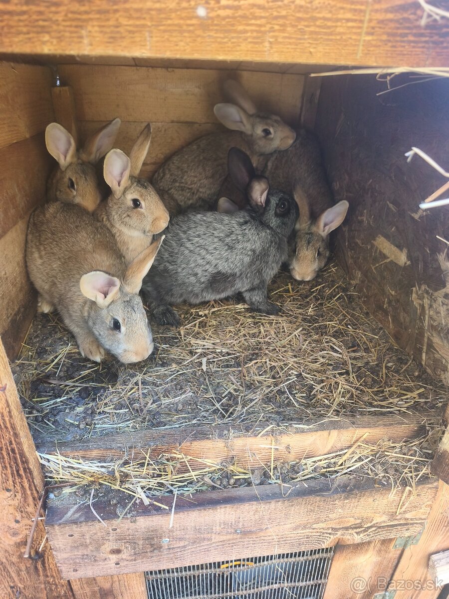 Predám samce a samice - 2