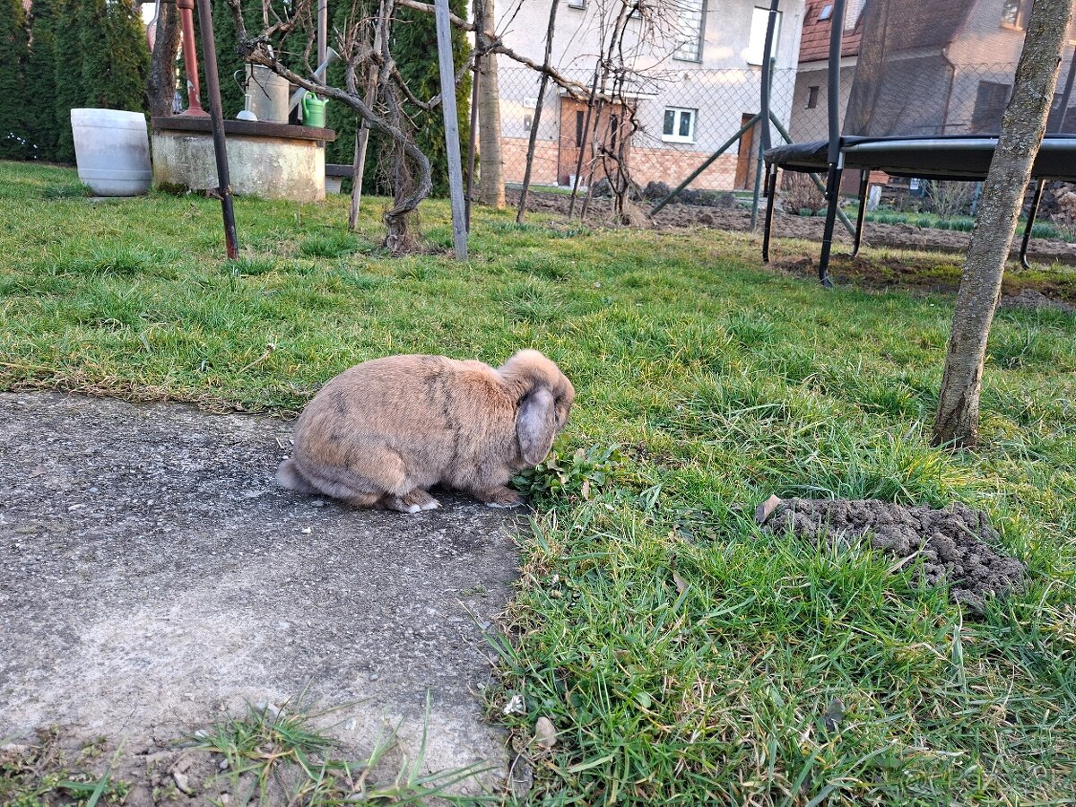 Zakrsly zajacik barancek - 2