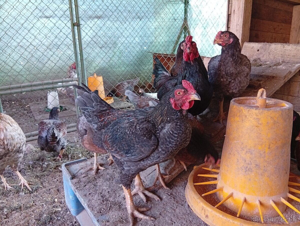 Indická bojovníčka - 2