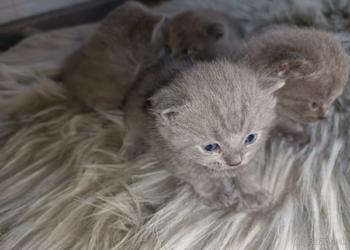 Britské mačiatka rezervácia - 2