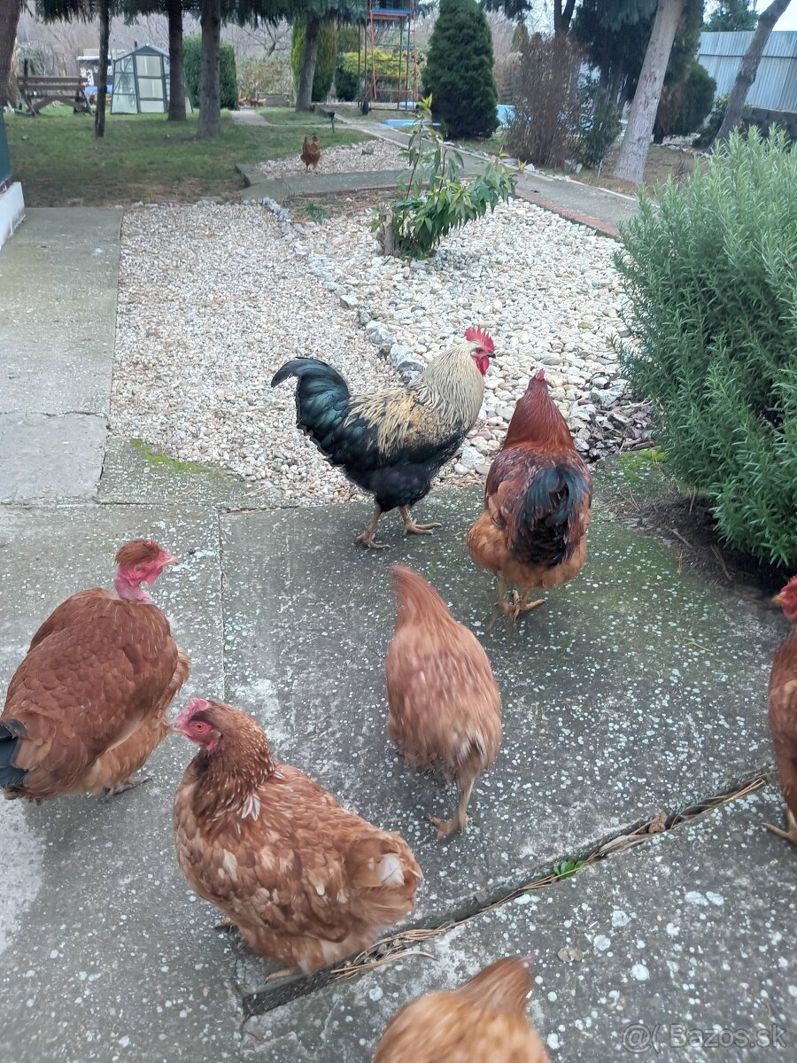 Kohúty na predaj - 2