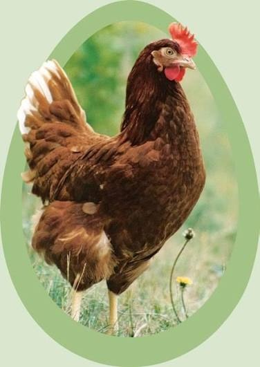 Nosnice Tetra SL - 2