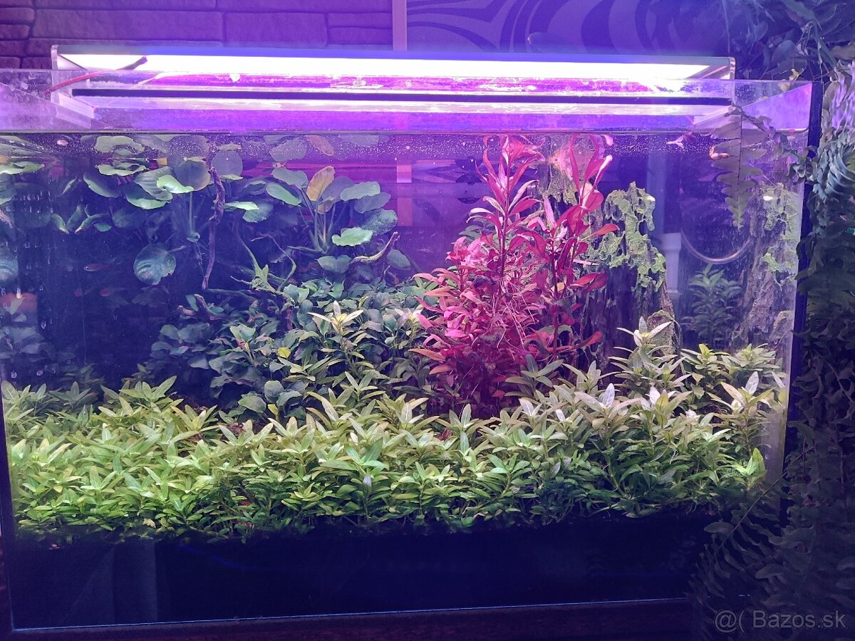 Akvarijné Rastlinky - 2