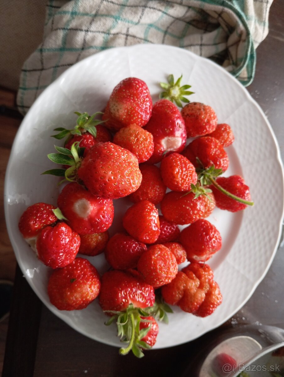 Sadenice- jahody - 2