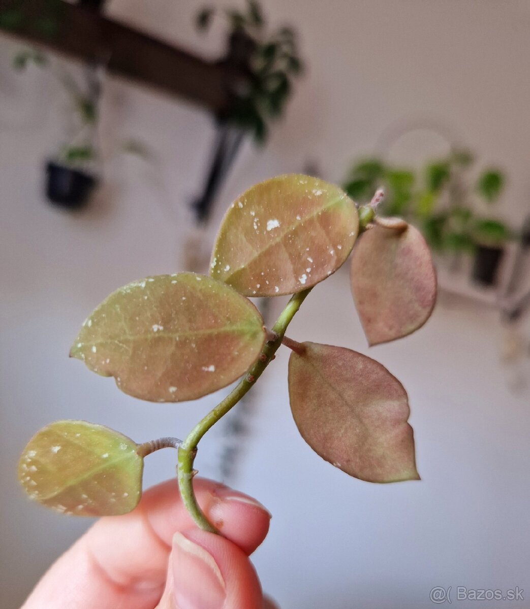 Hoya waliniana ut 152 - 2