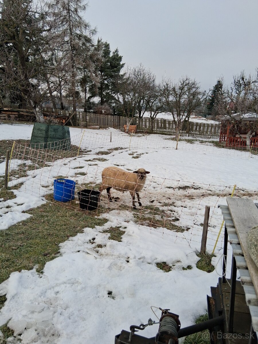 Predám baranceka - 2