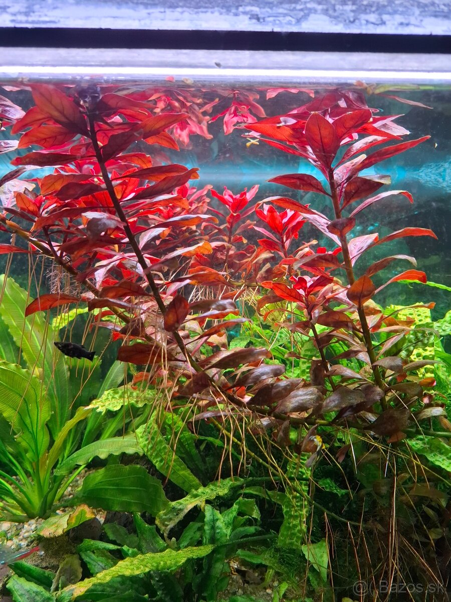 Červena rastlinka - 2